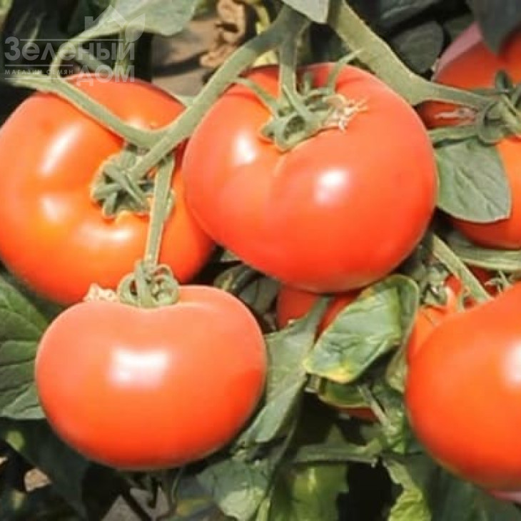 Аксіома F1 / Axiom F1,50-55 днів фото 4