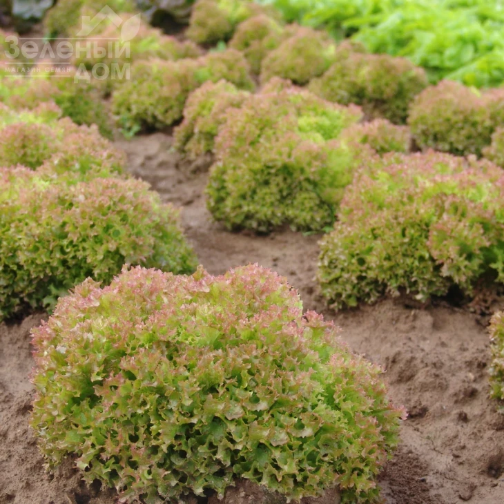 Мерлот / Marlot фото 1