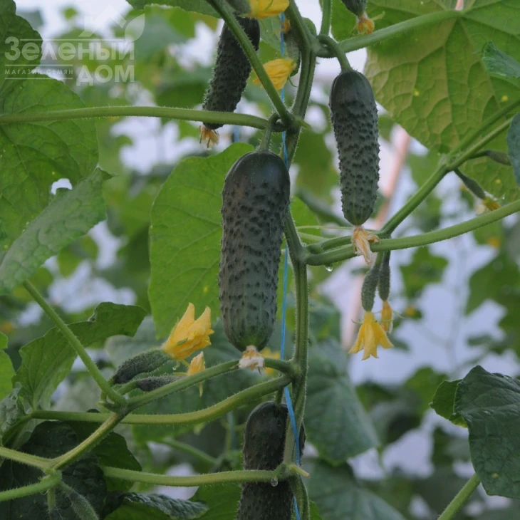 Бафра F1 (ЕЗ 18/01) / Bafra F1 (EZ 18/01), 33-38 дней фото 2