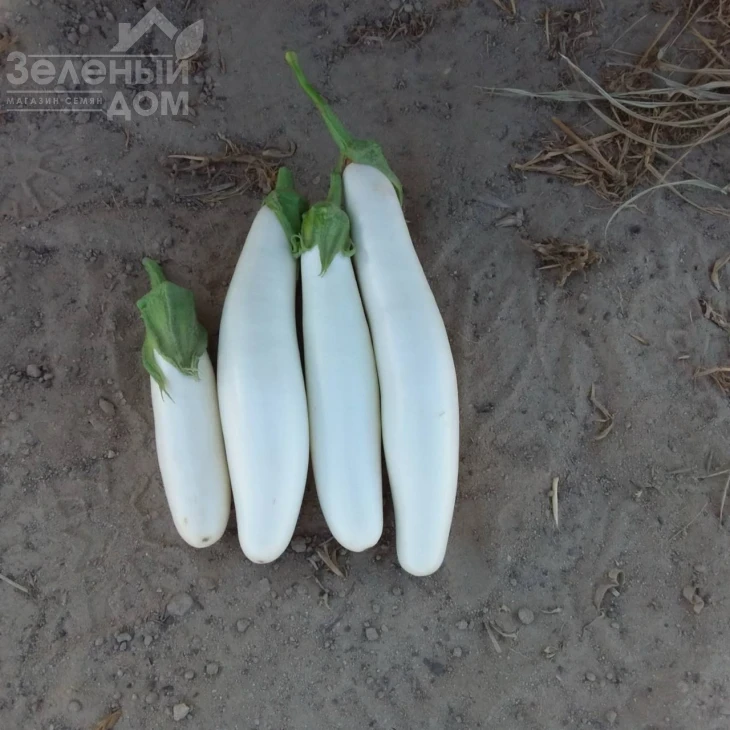 Вайтмен F1 (INX 1644) / Whiteman F1 (INX1644) фото 2