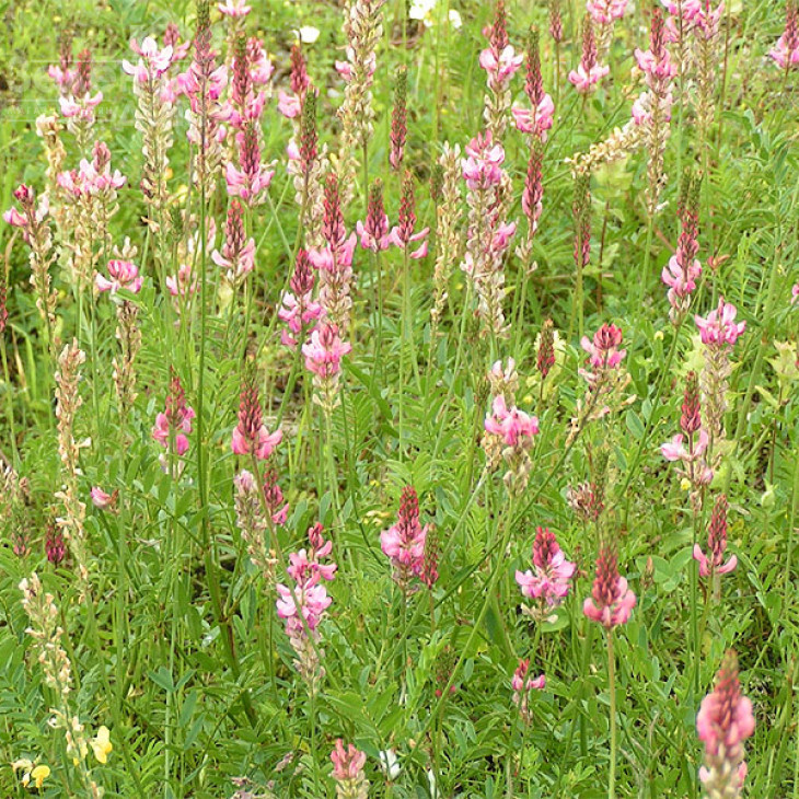 Еспарцет / Espartset фото 2