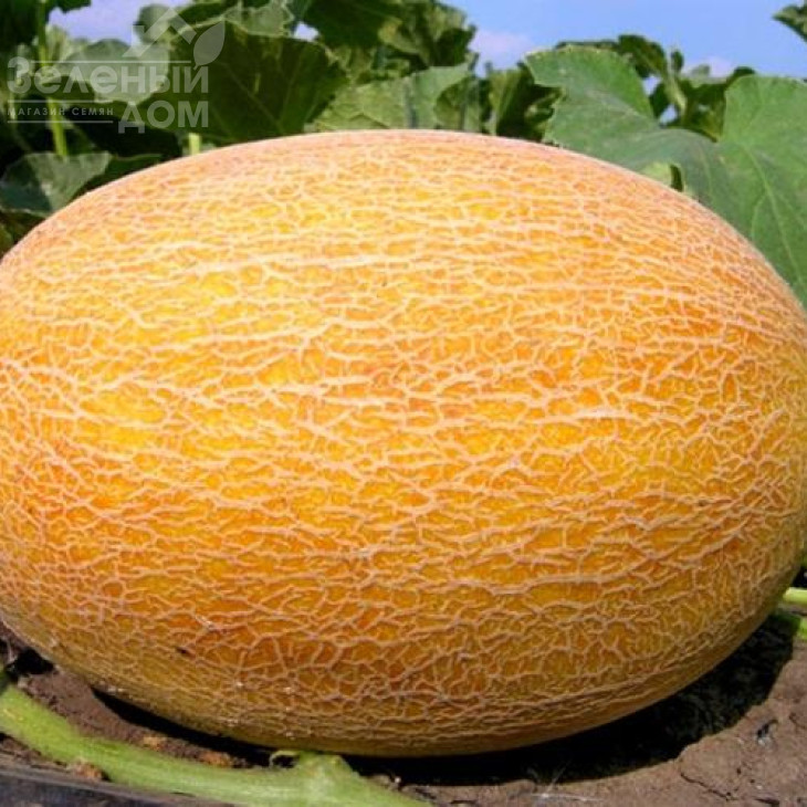 Ананас F1 / Ananas F1,80 днів фото 1