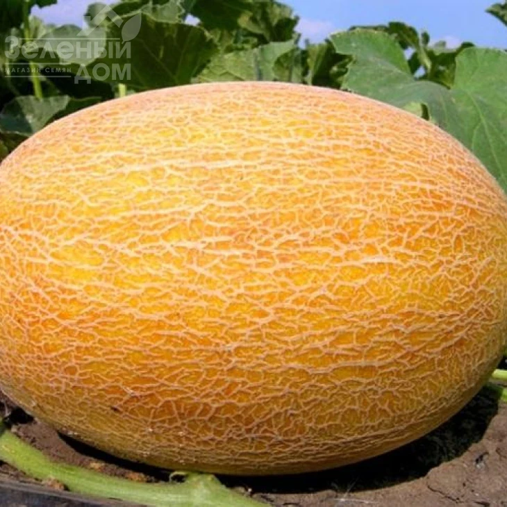 Ананас F1 / Ananas F1, 80 днів фото 1