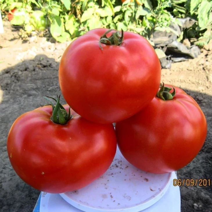 1504 F1 / 1504 F1,110 дней фото 3