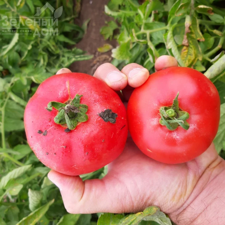 Альма (ЕЗ 2104) F1 / Alma (EZ 2104) F1, 62-65 дней фото 3