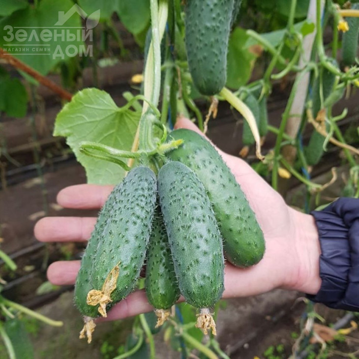 Мадрілен F1 / Madrilene F1, 40-42 дні фото 1