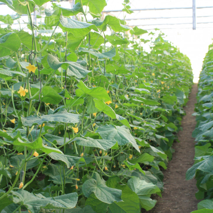 Балінт F1 / Balinte F1 фото 1