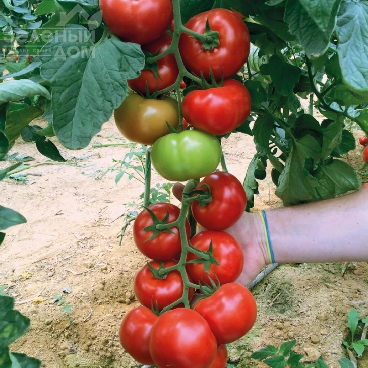 Агилис F1 / Agilis F1,90-95 дней фото 2