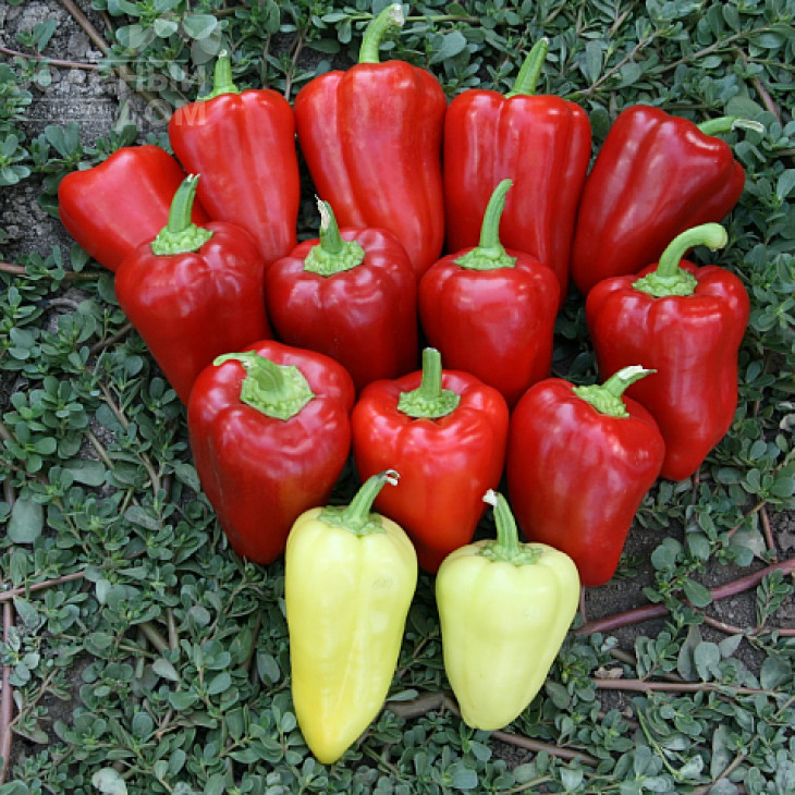 Кантатта F1 / Kantatta F1 фото 1