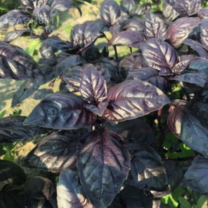 Віолет Кінг / Violet King фото 3