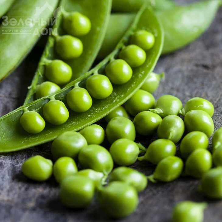 Преладо / Prelado,58 дней фото 4