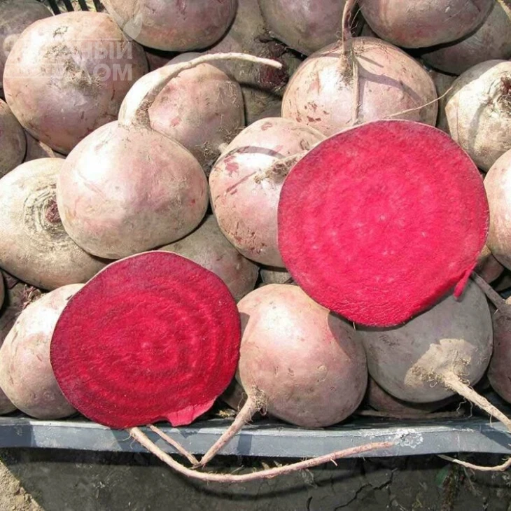 Зеппо F1 / Zeppo F1,60-70 дней фото 3