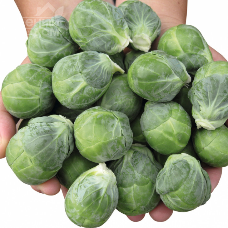 Діабло F1 / Diablo F1,155 днів фото 1