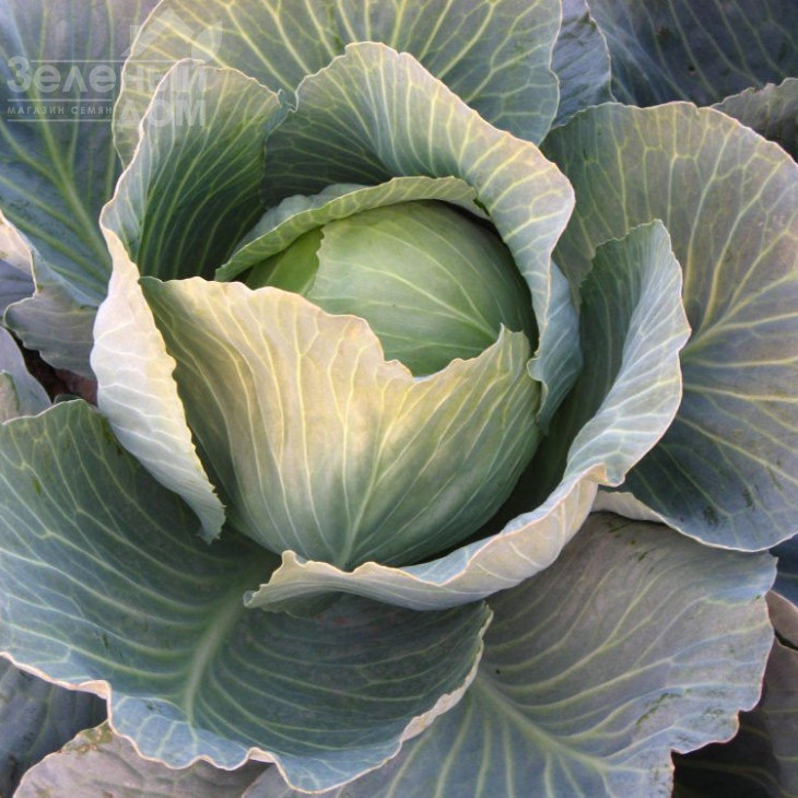 Романов F1 / Romanov F1,90 днів фото 2