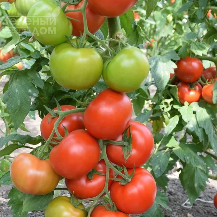 Белфаст F1 / Belfast F1,90-100 дней фото 1