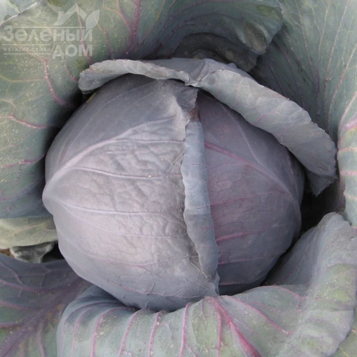 Киото F1 / Kioto F1,75-85 дней фото 1