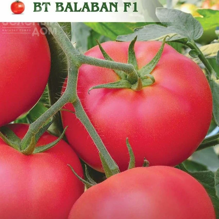 Балабан F1 / Balaban F1 фото 1