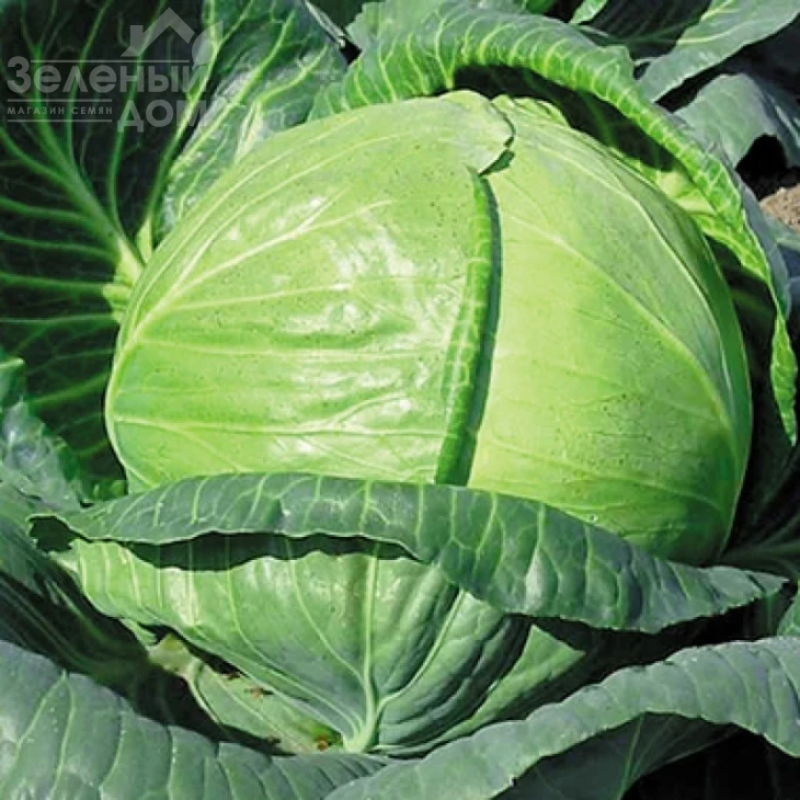 Тобия F1 / Tobia F1,85-90 дней фото 1