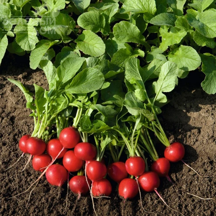 Рудольф / Rudolf,18-24 дня фото 1