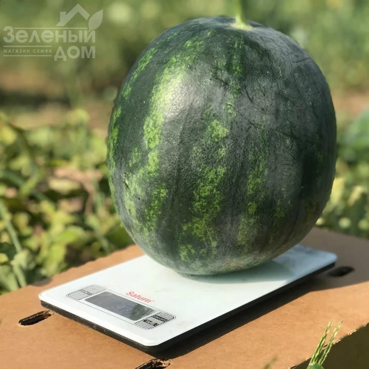 Экстази F1 / Extazy F1,80-85 дней фото 1