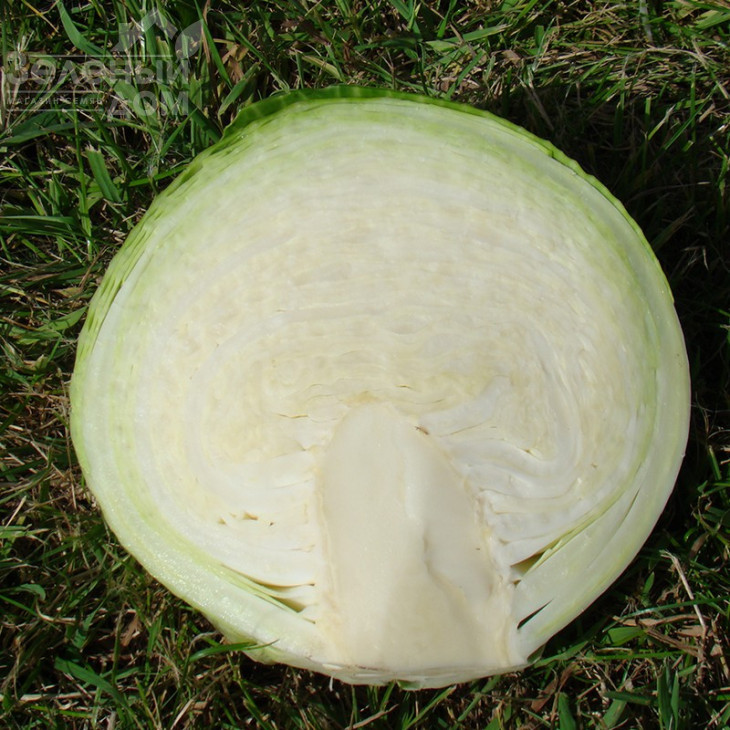 Каунт F1 / Count F1,140 днів фото 3