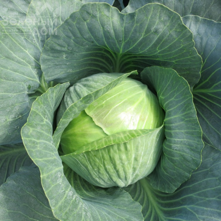 Гальватрон F1 / Galvatron F1,115 днів фото 1