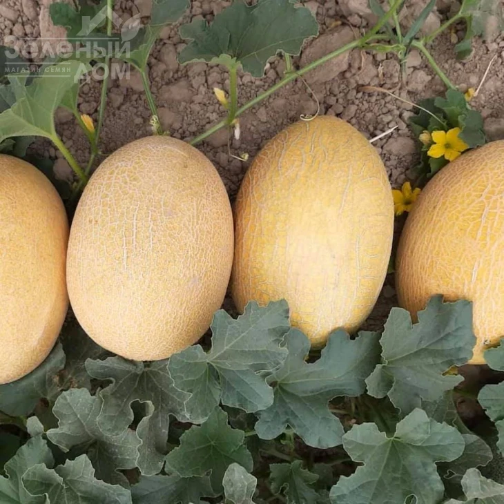 Дакаро F1 / Dakaro F1,50-55 дней фото 3