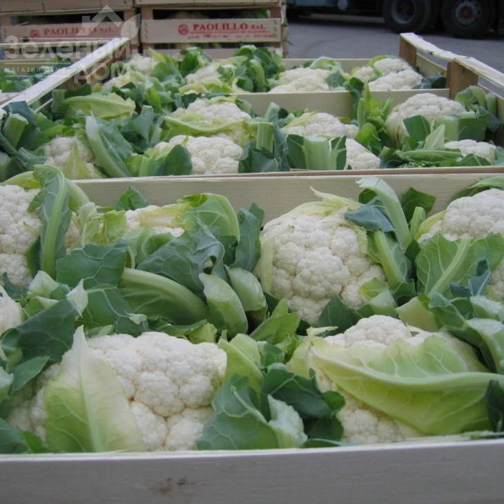 Фарго F1 / Fargo F1,82 дня фото 2