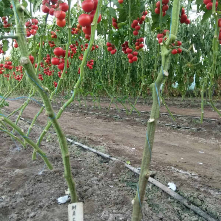 Маско F1 / Masco F1,75 днів фото 6