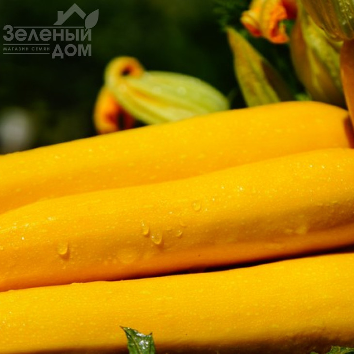 Санлайт F1 / Sunlight F1,40-45 днів фото 4