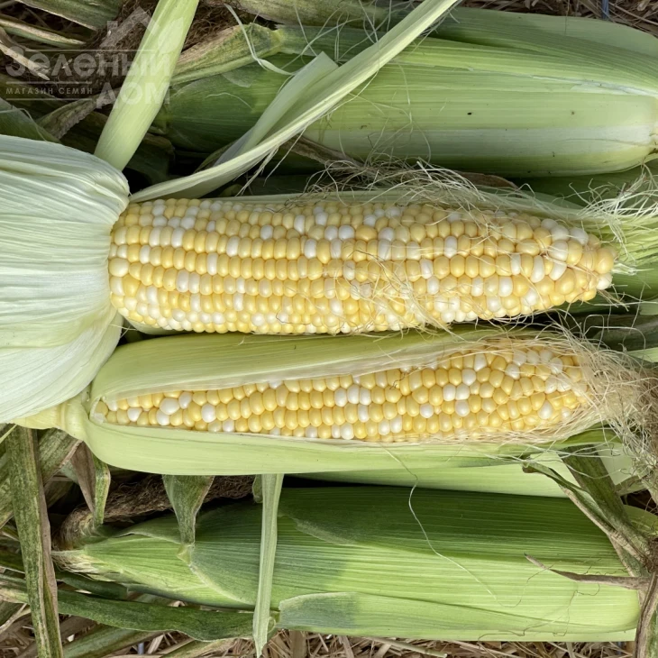 БСС 1075 F1 / BSS 1075 F1, 75-77 дней фото 1