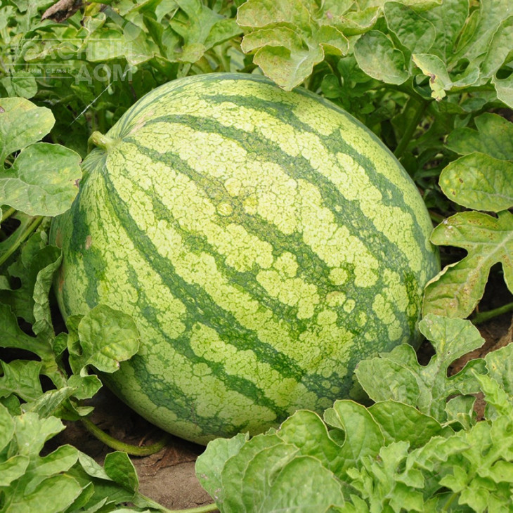 Ортал F1 / Ortal F1,70-75 днів фото 1