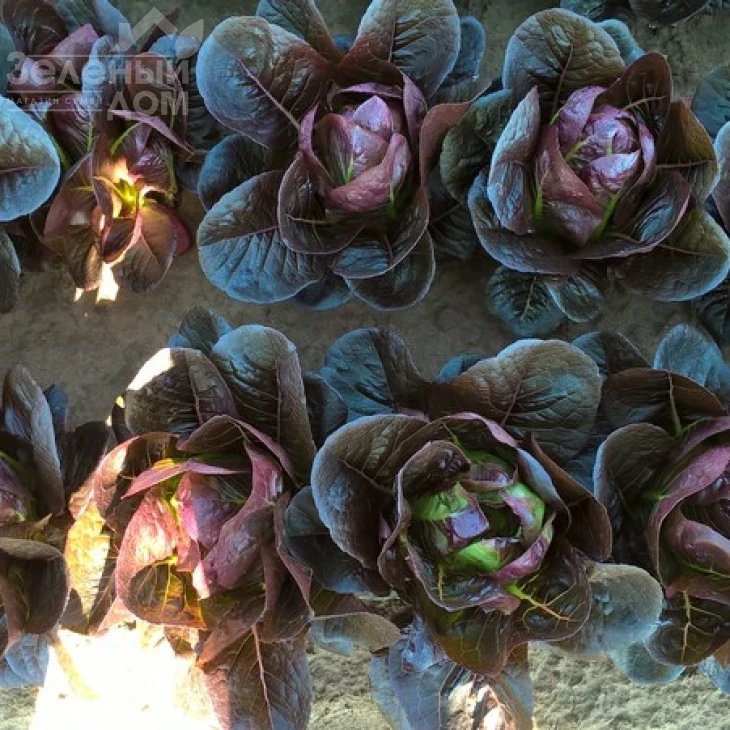 Мунред / Munred фото 1