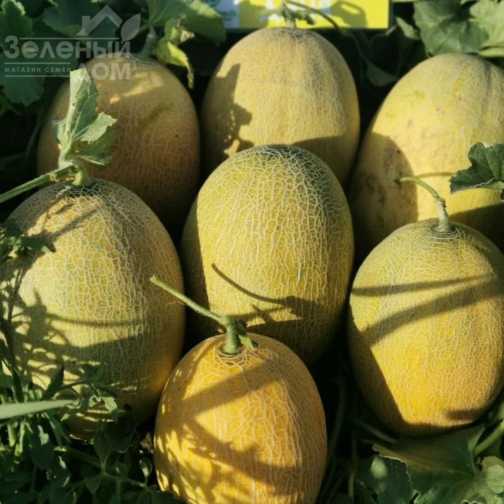 Дайана (INX 1097) F1 / Dayana (INX 1097) F1,62 дней фото 5