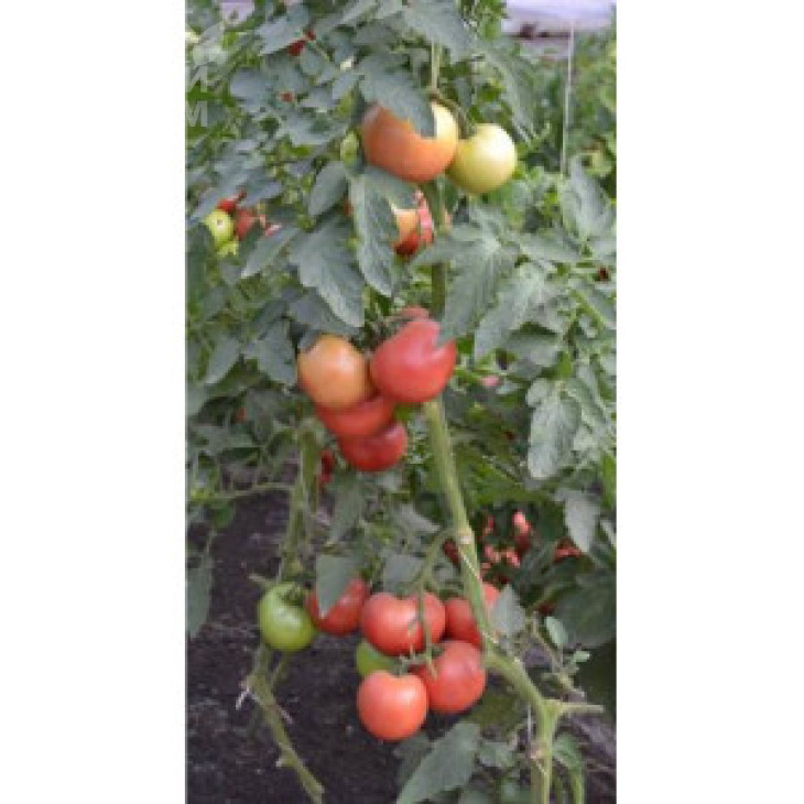 ТС 02-0857 F1 / ТS 02-0857 F1 фото 2