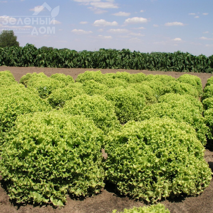 Онікс F1 / Onyx F1,65-70 днів фото 1