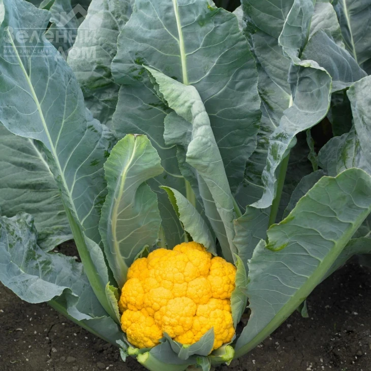 Клементин F1 / Clementine F1, 75-80 дней фото 2