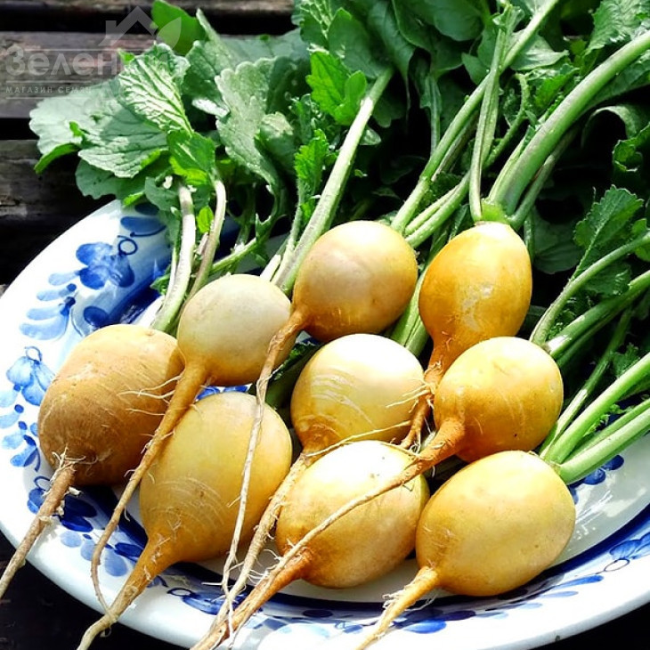 Злата / Zlata фото 1