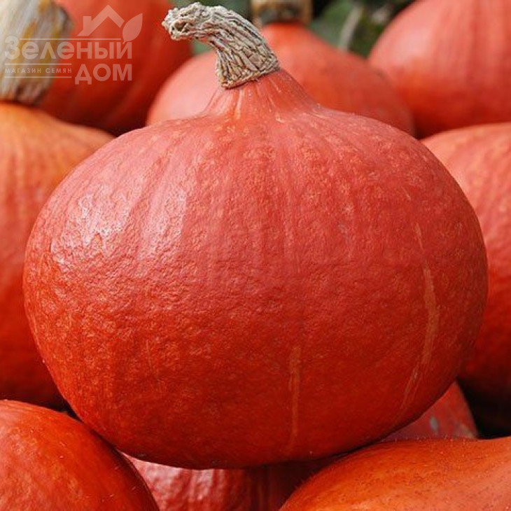 Ухіки Курі / Uhiki Kuri, 90-100 днів фото 1