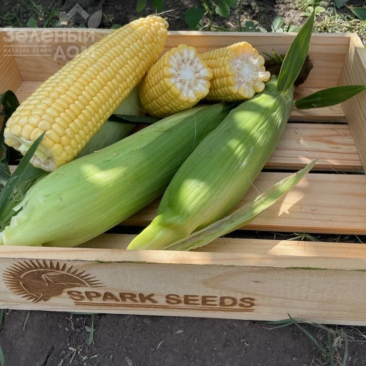 Рапид F1 / Rapid F1,62 дня фото 5