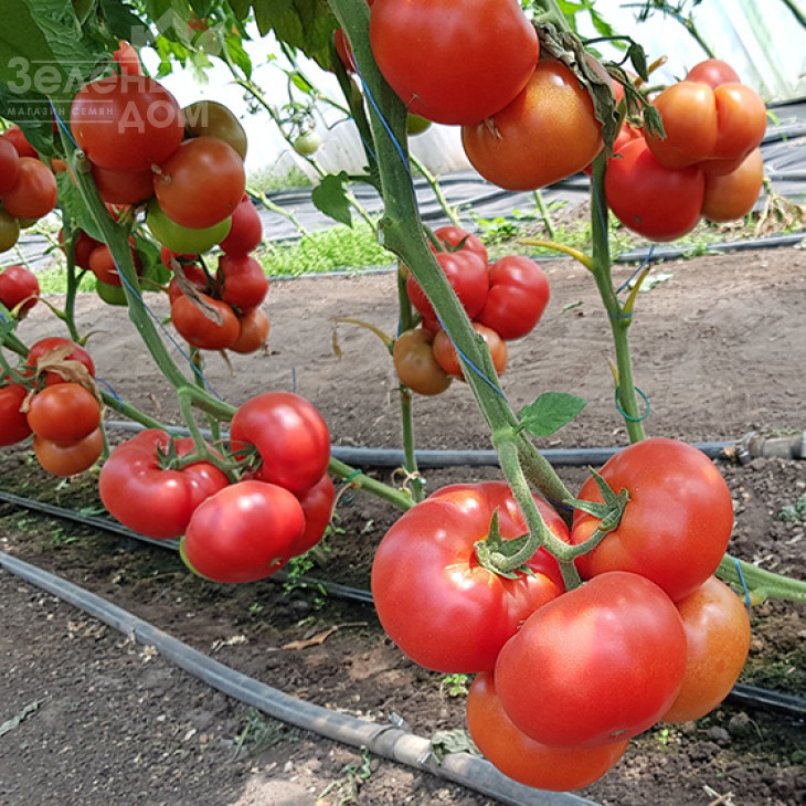 Рестлер F1 / Wrestler F1 фото 2