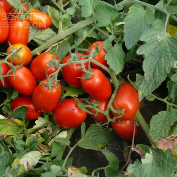 3402 F1 / 3402 F1,110 дней фото 3