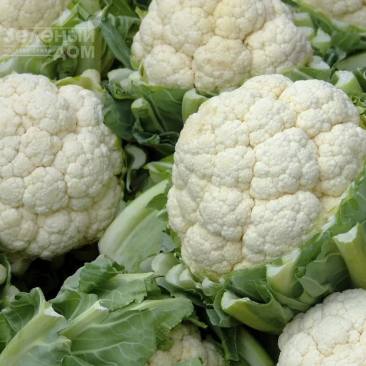 Ормонд / Ormonde,80 дней фото 2