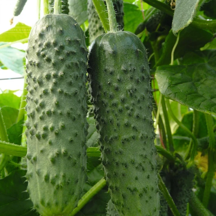 Амур F1 / Amour F1,40-45 дней фото 1