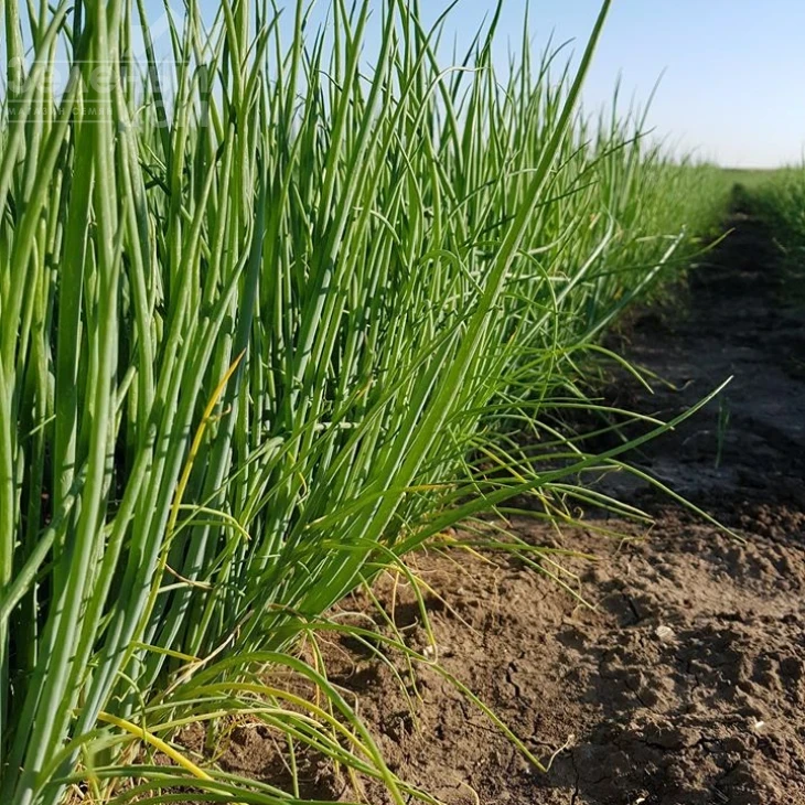 Кайгаро / Kaygaro,54 дня фото 5