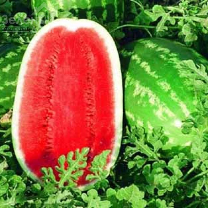 Триумф F1 / Triumf F1 фото 1