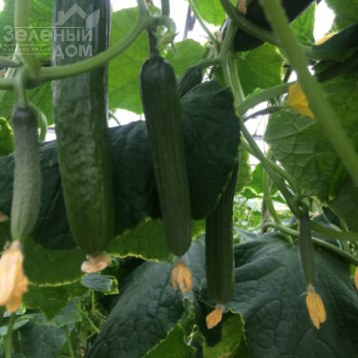 Базіс F1 / Bazis F1,45 днів фото 4