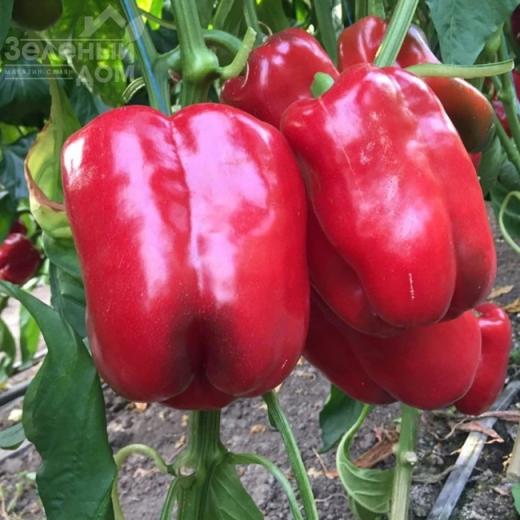 Вангард F1 / Vangard F1,85 дней фото 1