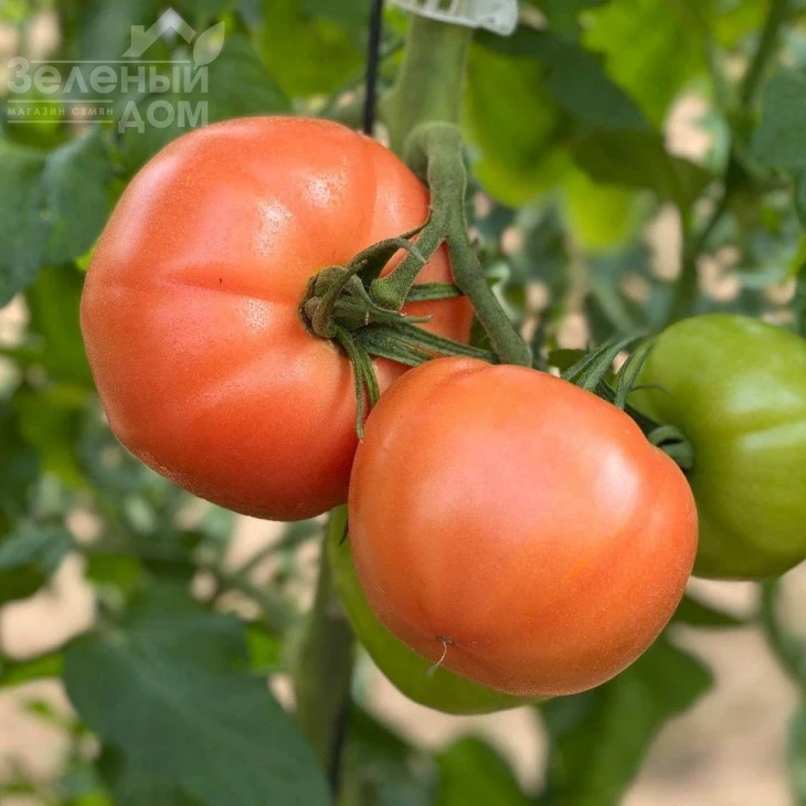 Пинк Хит F1 / Pink Hit F1 фото 3