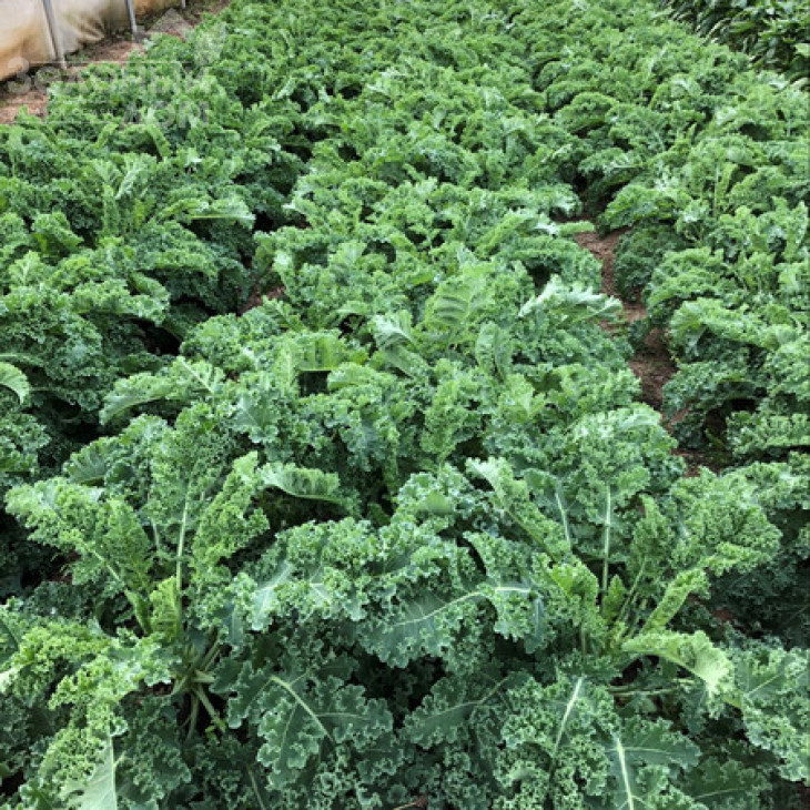 Карілло F1 / Karillo F1, 45-75 днів фото 1